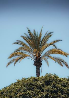 Palm Tree Against Blue Sky