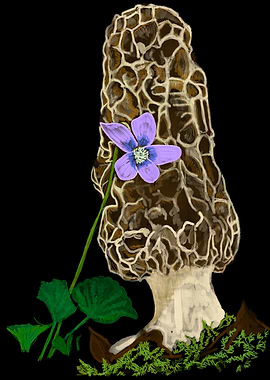'Morel with Violet' Jamie's Hand-Drawn Mushroom Collection