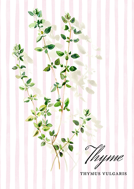 Thyme Watercolor Illustration | Herb Poster