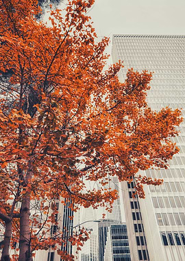 Autumn Tree in City