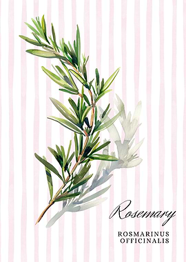Rosemary Watercolor Illustration | Culinary Herb illustration