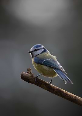Blue Tit on Branch
