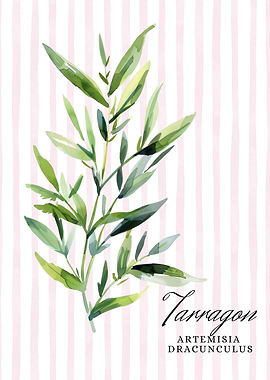 Watercolor Tarragon Illustration | Watercolor Kitchen Wall Art