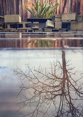 Tree Reflection in Water