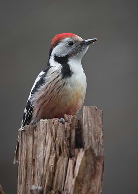 Woodpecker on a Stump