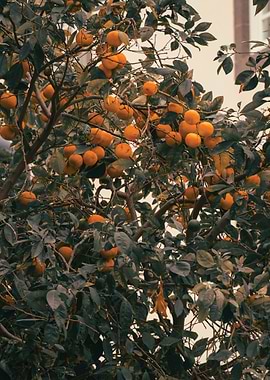 Orange Tree with Fruit