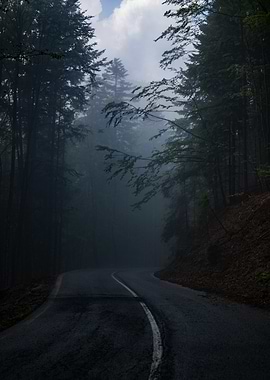 Foggy Forest Road