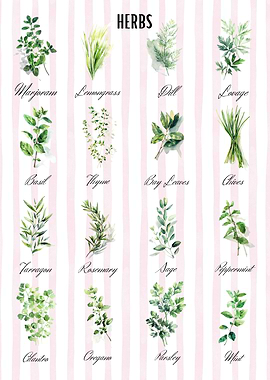 Watercolor Herb Chart | Herbs Collection