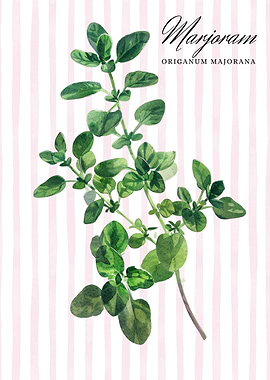 Marjoram Watercolor Illustration | Watercolor Herb Poster
