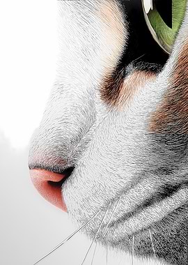 Cat's Nose Close-Up