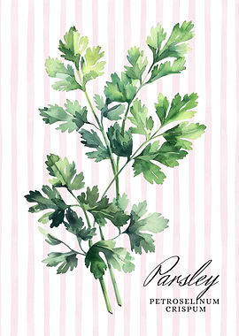 Parsley Watercolor Illustration | Kitchen Wall Art Collection