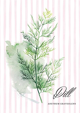 Dill Watercolor Illustration | Watercolor Herb Poster