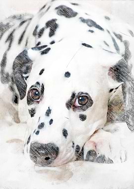 Dalmatian Portrait
