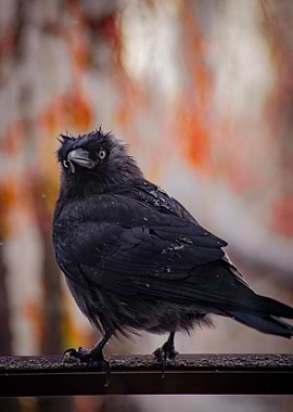Black Crow on Railing