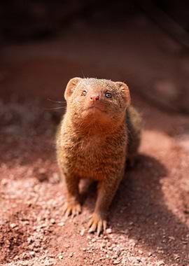 Curious Mongoose