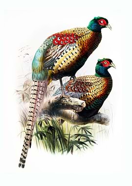 Two Pheasants on Branch
