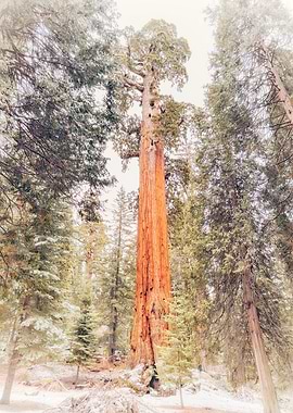 Giant Sequoia Tree