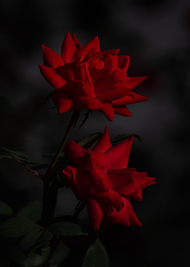 Red Roses in Darkness