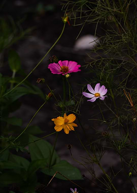 Colorful Wildflowers