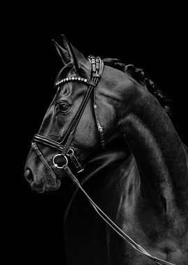 Black Horse Portrait