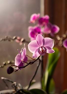Pink Orchid in Sunlight