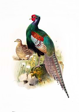 Pheasant Couple