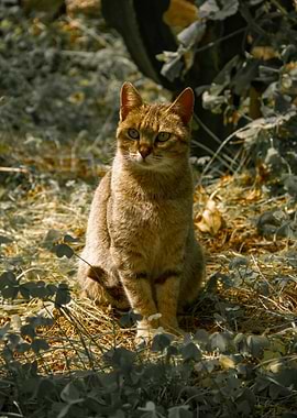 Pawsed in Light: The Feline Gaze