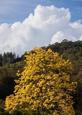 Yellow Tree in Forest