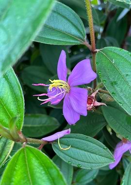Purple Flower with Yellow Stamens