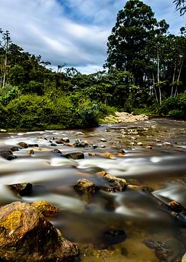 River Flowing Through Forest