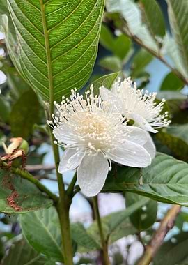 Guava Tree Blossom