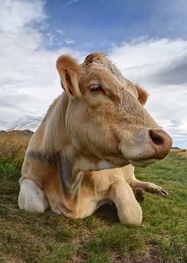Close-up Portrait of a Brown Cow