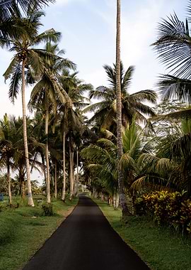 Bali Palm Tree Lined Road