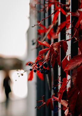 Vibrant Red Virginia Creeper on Black Metal Fence