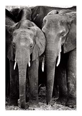 Elephant Family Portrait