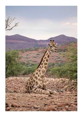 Giraffe Sitting in Savanna
