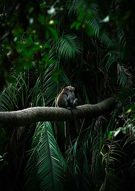 Monkey Family Resting on Branch