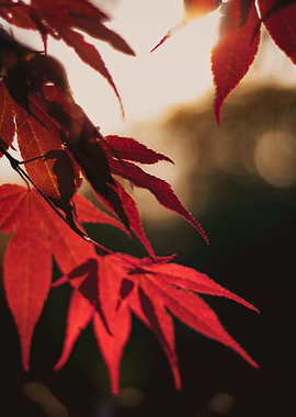 Vibrant Maple Leaves in Golden Light