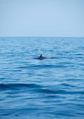 Dolphin Fin in Ocean