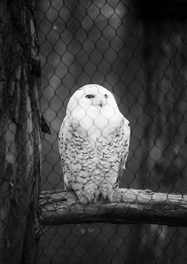 Snowy Owl in Enclosure