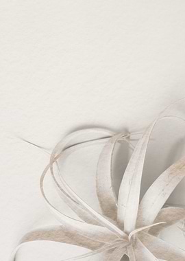 Air Plant on White Background