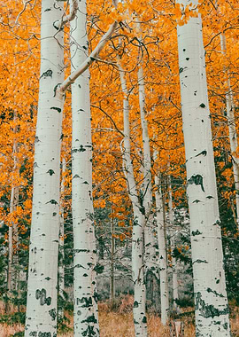 Aspen Trees in Autumn