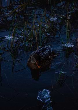 Duck in a Frozen Pond