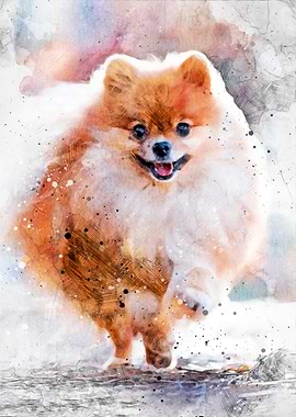 Pomeranian