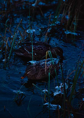 Ducks in a Frozen Pond