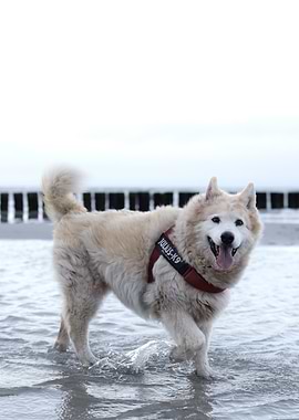 White Dog on Beach