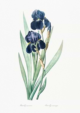 Blue Iris Botanical Illustration