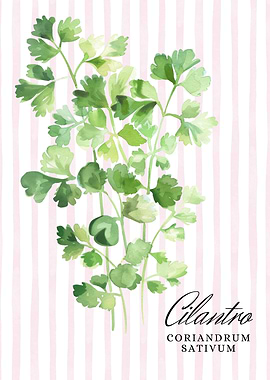 Cilantro Watercolor Illustration | Kitchen Wall Art Collection