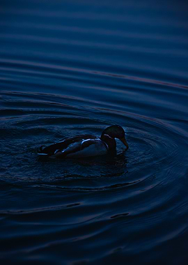 Duck on Rippling Water