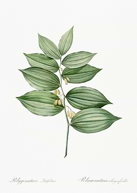 Polygonatum Botanical Illustration